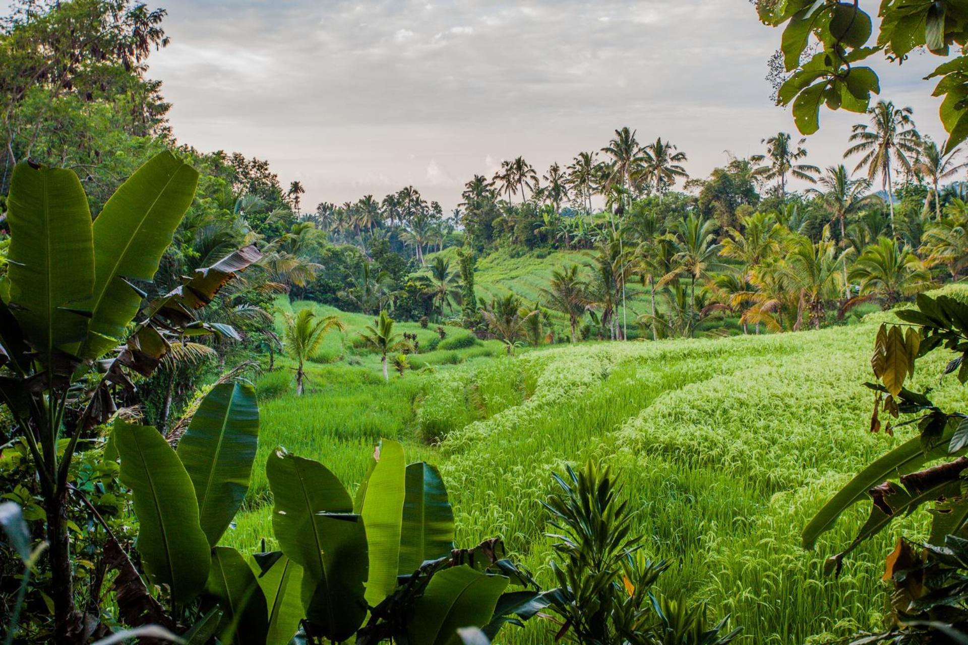 Carik Tangis Boutique Homestay จาตีลูวีห์ ภายนอก รูปภาพ